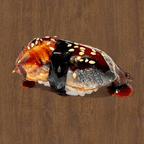 Best Eel in Williston Park, NY